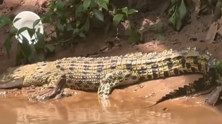 Buaya Dengan Besar 1,5 Meter Sering Muncul di SMAN 5 Depok