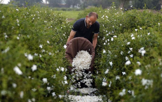 memanen-nikel-di-ladang-bunga-apakah-mungkin
