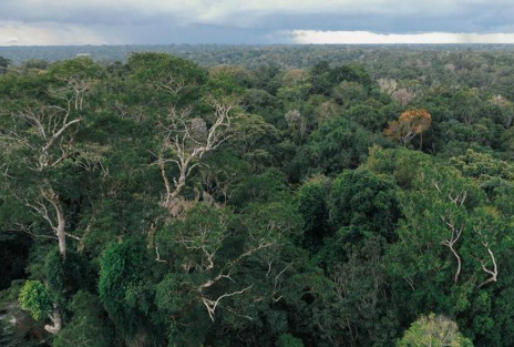 Berlin Mengirim Hujan Duit 1 M Euro ke Hutan di Brasil