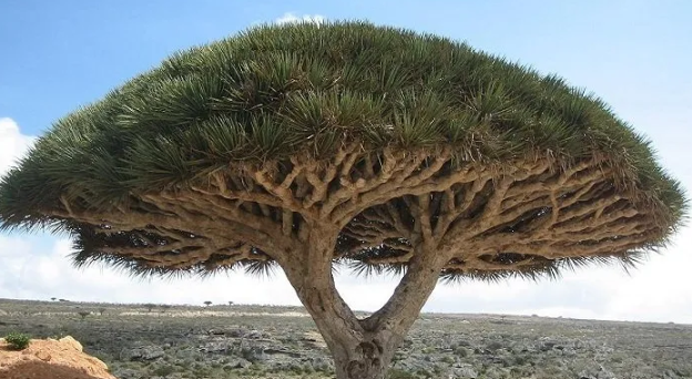 3 Warga Indonesia Tersesat di Tempat Sembunyi Dajjal