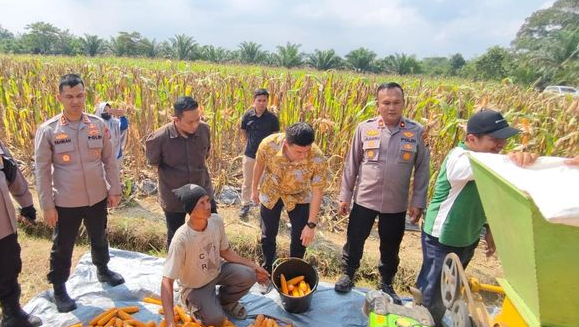 Polisi & Petani Memanen 0,5 Ton Jagung